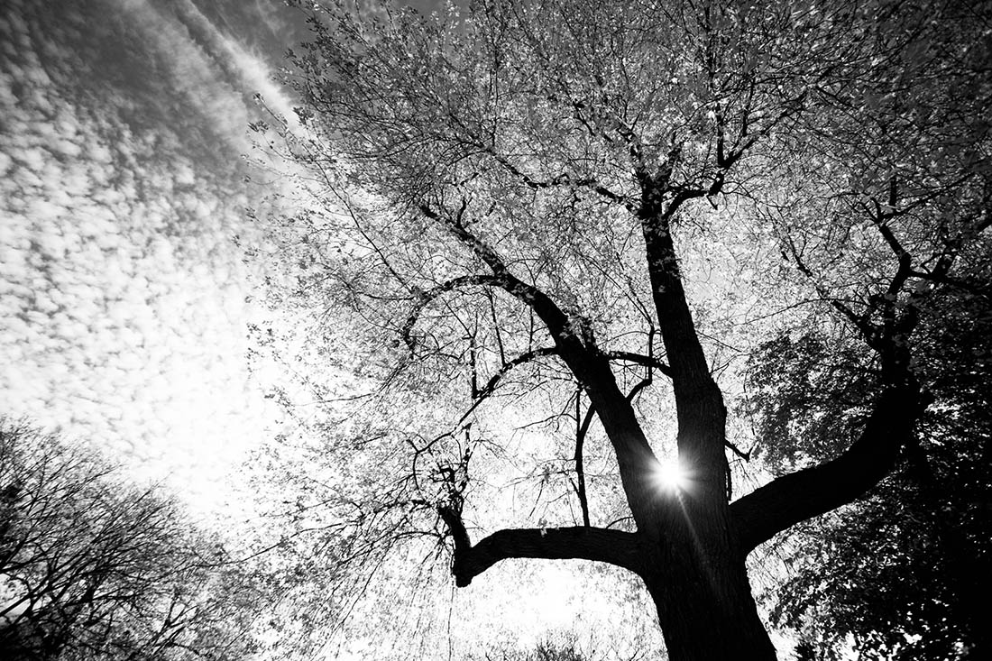 Arbre01